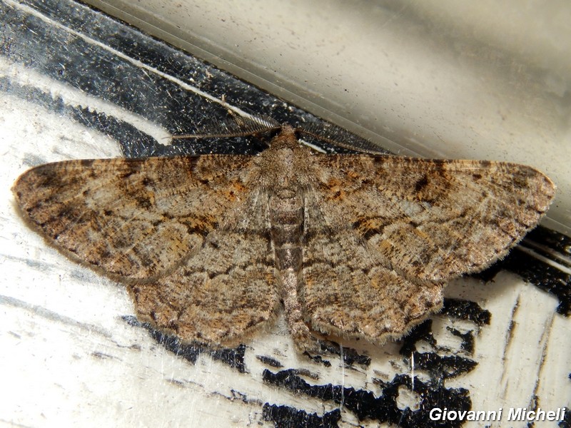 Geometridae da ID - Peribatodes rhomboidaria